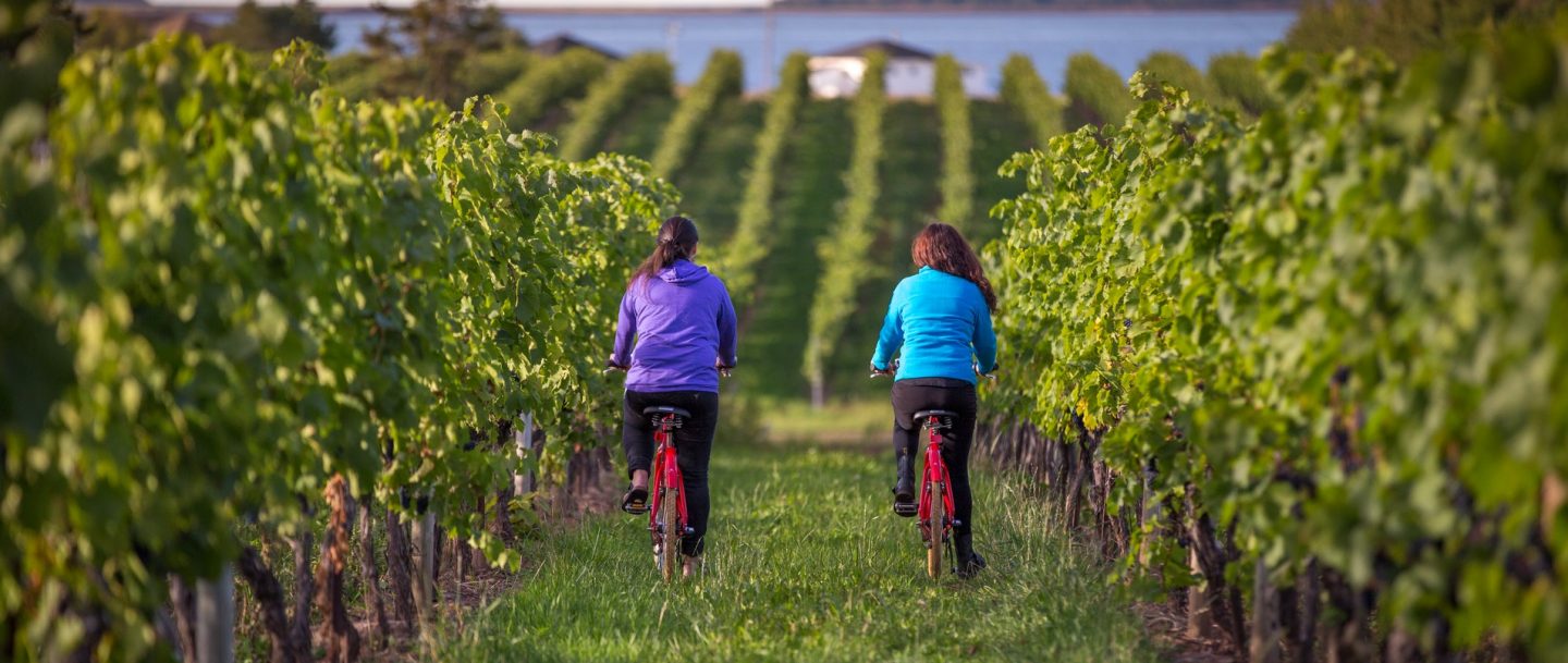 Two women bike through rows in a vineyard