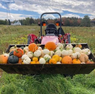 FarmerToms-tractor-pumpkins.jpg